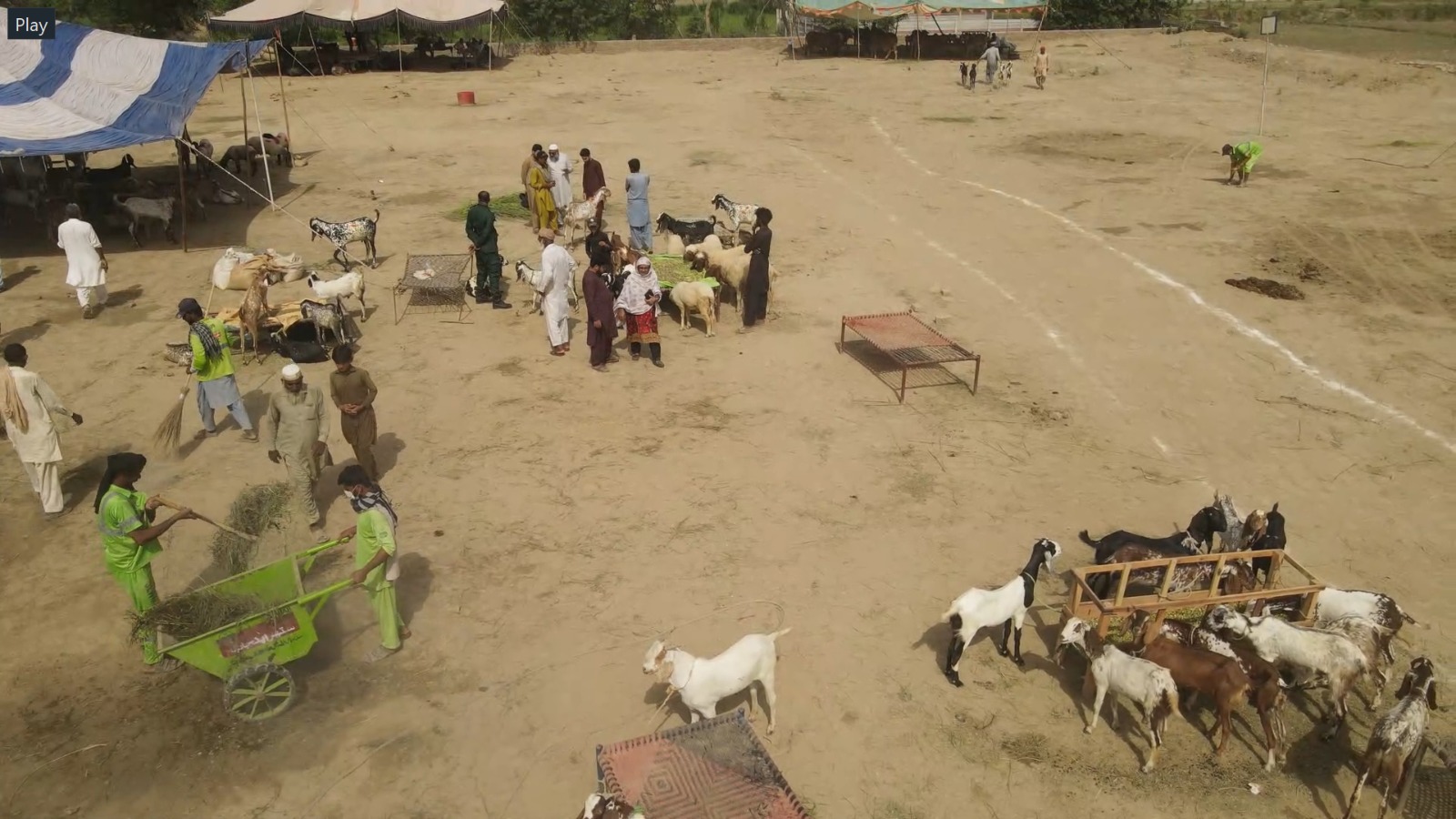 Animal Market Cleaning